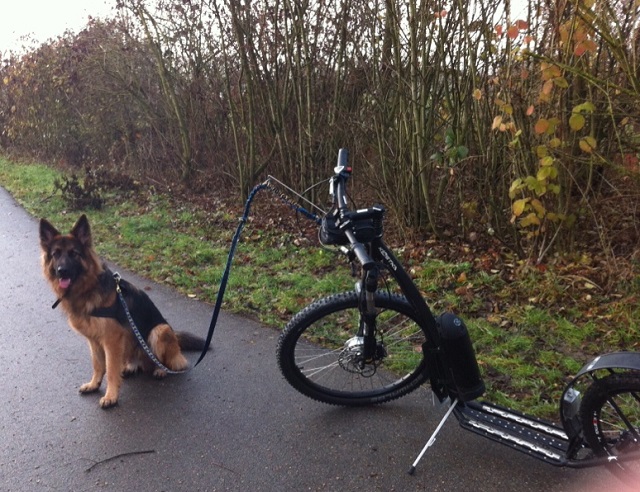 iTroll-Mushing mit Hund